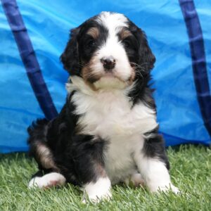 Rufus – Male Bernedoodle Puppy