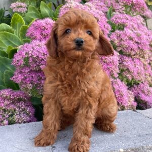 Sally – Female Goldendoodle Puppy