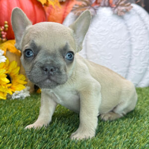 Salmon – Male French Bulldog Puppy