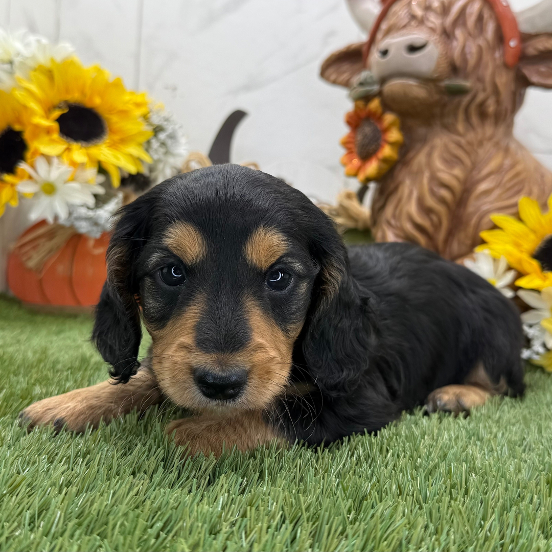 Sprout β Male Dachshund Puppy