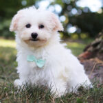 Tory – Male Havanese Puppy