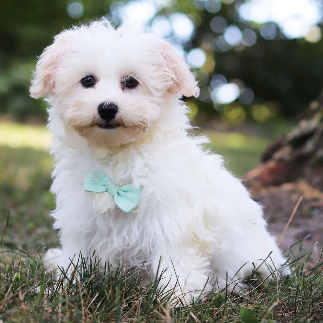Tory β Male Havanese Puppy