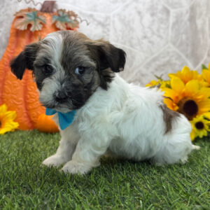 Trent – Male Havanese Puppy