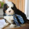 Zachary – Male Bernedoodle Puppy