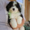 Zeke – Male Bernedoodle Puppy