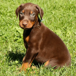 Apollo – Male Doberman Pinscher Puppy for Sale | AKC Registered, Vet Checked