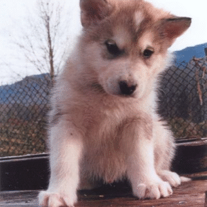 Arctic – Male Alaskan Malamute Puppy for Sale | AKC Registered, Vet Checked