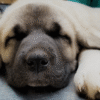 Aslan – Male Kangal Puppy for Sale | AKC Registered, Vet Checked