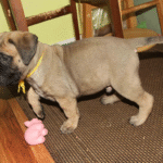 Athena – Female Bullmastiff Puppy for Sale | AKC Registered, Vet Checked