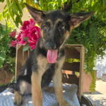 Atlas – Male Great Dane Puppy for Sale | AKC Registered, Vet Checked