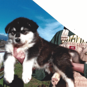 Aurora – Female Alaskan Malamute Puppy for Sale | AKC Registered, Vet Checked