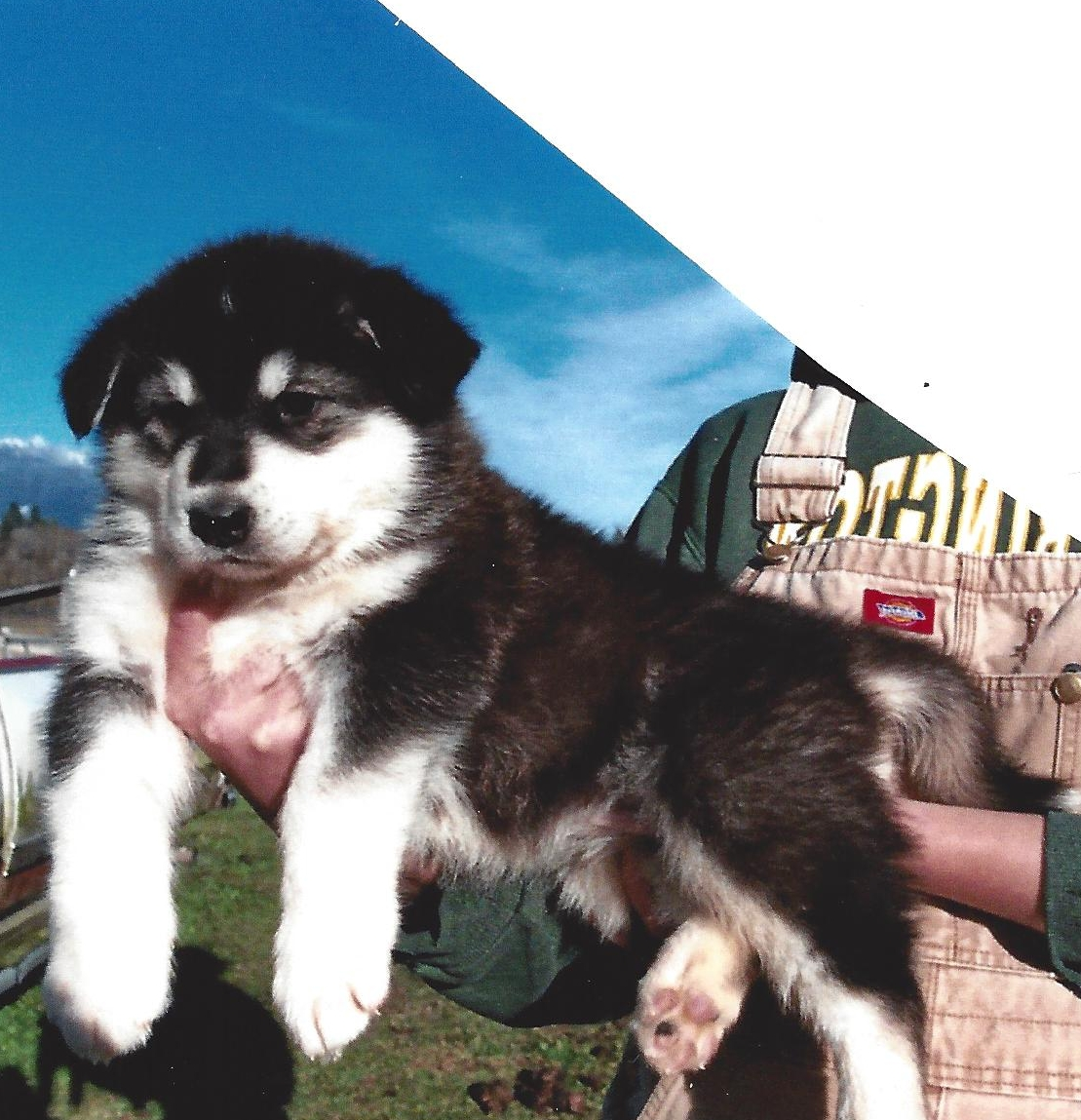 Aurora – Female Alaskan Malamute Puppy for Sale | AKC Registered, Vet Checked