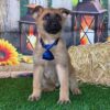 Axel – Male German Shepherd Puppy for Sale | AKC Registered, Vet Checked