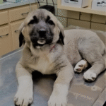 Ayla – Female Kangal Puppy for Sale | AKC Registered, Vet Checked