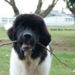 Bear – Male Newfoundland Puppy for Sale | AKC Registered, Vet Checked