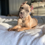 Bella – Female Cane Corso Puppy for Sale | AKC Registered, Vet Checked