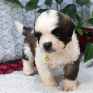 Bernie – Male Saint Bernard Puppy for Sale | AKC Registered, Vet Checked