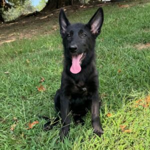 Blitz – Male German Shepherd Puppy for Sale | AKC Registered, Vet Checked