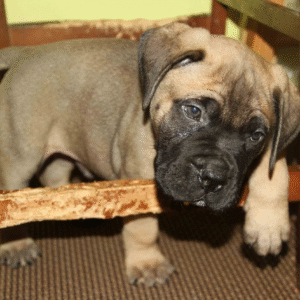 Bruno – Male Bullmastiff Puppy for Sale | AKC Registered, Vet Checked