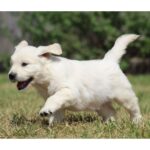 Buddy – Male Golden Retriever Puppy for Sale | AKC Registered, Vet Checked