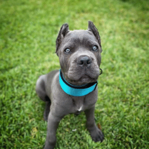 Caesar – Male Cane Corso Puppy for Sale | AKC Registered, Vet Checked