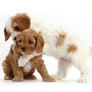 Cavapoo Puppies