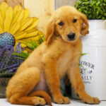 Cooper – Male Golden Retriever Puppy for Sale | AKC Registered, Vet Checked