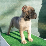 Cruz – Male Presa Canario Puppy for Sale | AKC Registered, Vet Checked