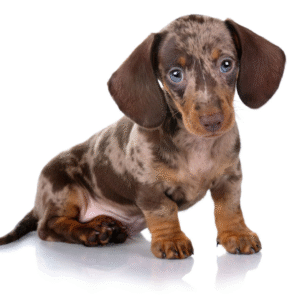 Dachshund