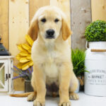 Daisy – Female Golden Retriever Puppy for Sale | AKC Registered, Vet Checked