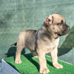 Diablo – Male Presa Canario Puppy for Sale | AKC Registered, Vet Checked