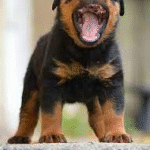 Duke – Male Rottweiler Puppy for Sale | AKC Registered, Vet Checked