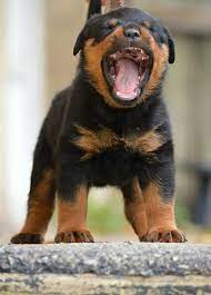 Duke – Male Rottweiler Puppy for Sale | AKC Registered, Vet Checked