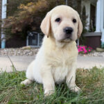 Ellie – Female Labrador Retriever Puppy for Sale | AKC Registered, Vet Checked