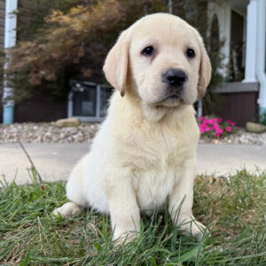 Ellie – Female Labrador Retriever Puppy for Sale | AKC Registered, Vet Checked