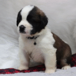 Elsa – Female Saint Bernard Puppy for Sale | AKC Registered, Vet Checked
