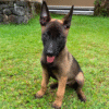 Fang – Male Belgian Malinois Puppy for Sale | AKC Registered, Vet Checked