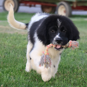 Fisher – Male Newfoundland Puppy for Sale | AKC Registered, Vet Checked