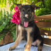 Freya – Female German Shepherd Puppy for Sale | AKC Registered, Vet Checked