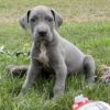 Gemma – Female Great Dane Puppy for Sale | AKC Registered, Vet Checked