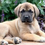 Goliath – Male Mastiff Puppy for Sale | AKC Registered, Vet Checked