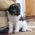 Harbor – Male Newfoundland Puppy for Sale | AKC Registered, Vet Checked