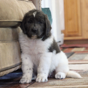 Harbor – Male Newfoundland Puppy for Sale | AKC Registered, Vet Checked