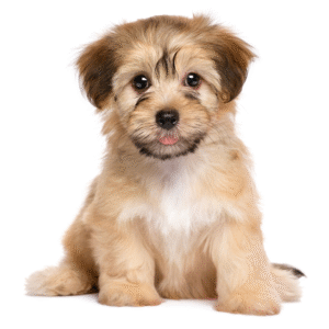 Havanese