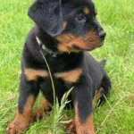 Hazel – Female Rottweiler Puppy for Sale | AKC Registered, Vet Checked
