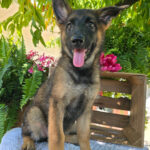 Heidi – Female German Shepherd Puppy for Sale | AKC Registered, Vet Checked