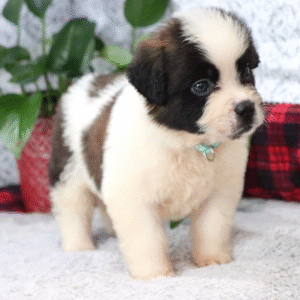 Holly – Female Saint Bernard Puppy for Sale | AKC Registered, Vet Checked