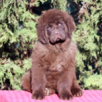 Isla – Female Newfoundland Puppy for Sale | AKC Registered, Vet Checked