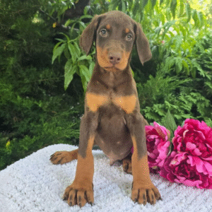 Jax – Male Doberman Pinscher Puppy for Sale | AKC Registered, Vet Checked