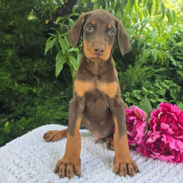 Jax – Male Doberman Pinscher Puppy for Sale | AKC Registered, Vet Checked